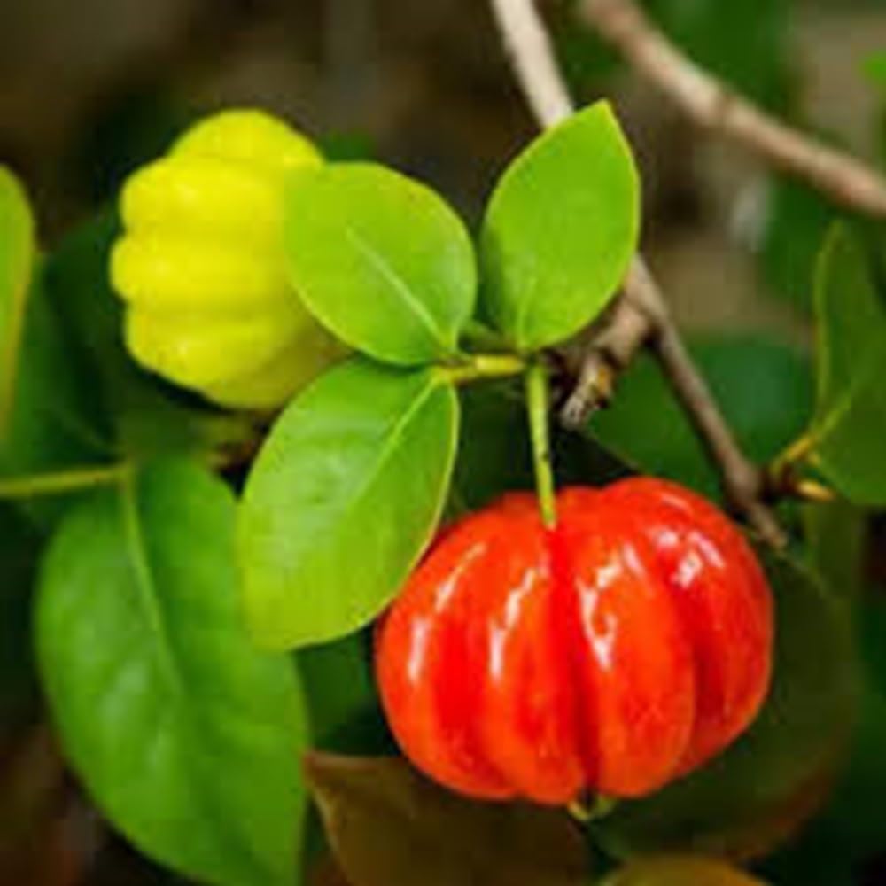 Pitanga Fruit Seeds for Planting - Unique, Tangy Fruits in Your Garden, Heirlom Seeds