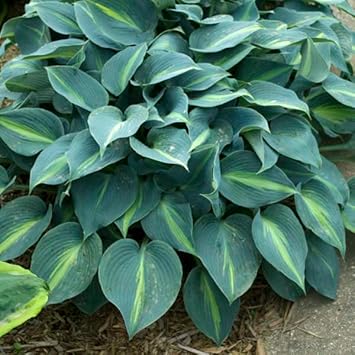 Heirloom Non-GMO Sea Green Hosta Plant Seeds for Planting seeds for planting in home garden