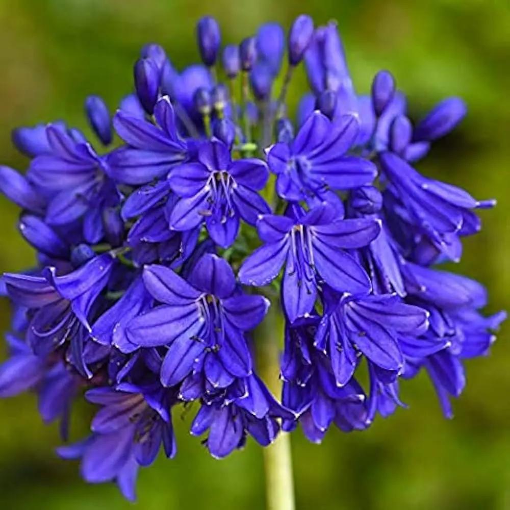 Blue Nile Agapanthus Flower Seeds for Planting - NON GMO Seeds Dhara Seeds