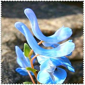 Blue Swan Flower Seeds for Planting, 100 seeds for planting in home garden