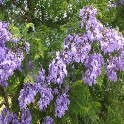Violet Jacaranda Tree - Heirloom, Non - Gmo Seeds