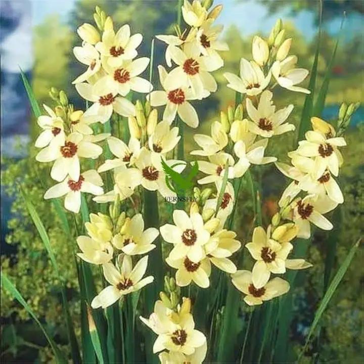 Ixia Flower Seeds for Planting - NON GMO Seeds Dhara Seeds