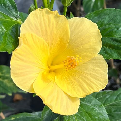 Giant Hibiscus Flower Yellow Growing - Heirloom, Non - Gmo Seeds
