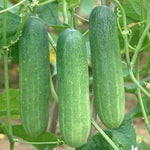 Vodohray F1 cucumber plant grown from seeds with smooth, dark green fruits and high yield