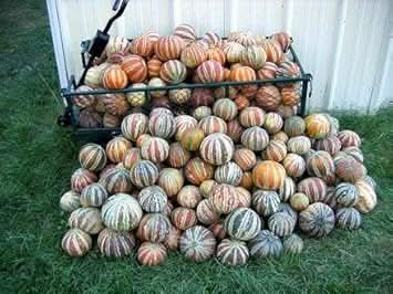 New Fresh Mixed Kajari Melon Fruit Seeds - Unique, Sweet Melons for Home Grown Delight