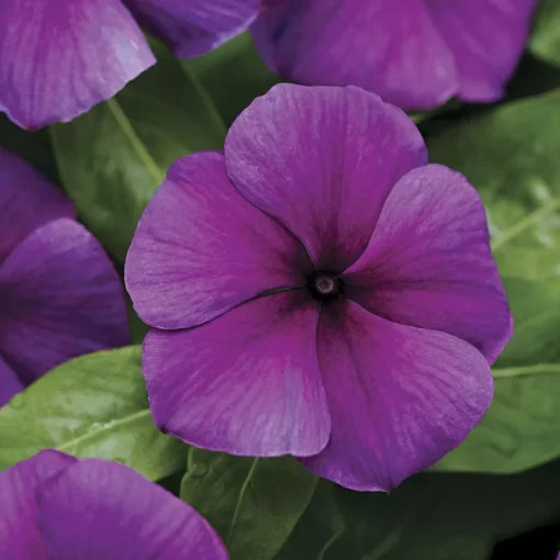 Blueberry Vinca Flower Seeds Jams N Jellies Deep Blue Periwinkle High Germination Garden Seeds heirloom non-gmo seeds