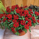 Red Zinnia Seeds Profusion Style Bright Red Zinnias High Germination Garden Seeds Zinnia elegans heirloom non-gmo seeds