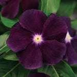 Blackberry Vinca Seeds Jams and Jellies Deep Purple Periwinkle High Germination Garden Seeds heirloom non-gmo seeds