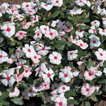 Apricot Vinca Flower Seeds Soft Apricot Periwinkle Blooms High Germination Garden Seeds heirloom non-gmo seeds