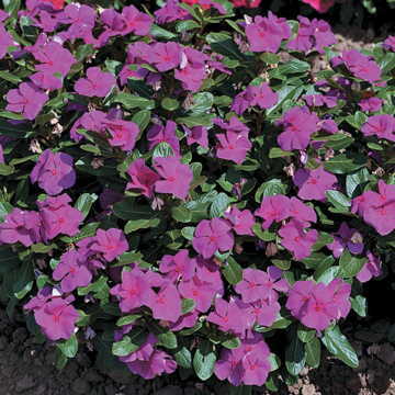 Violet Vinca Flower Seeds Cora Violet Periwinkle Blooms High Germination Garden Seeds heirloom non-gmo seeds