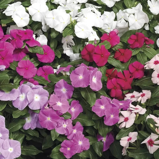 Cora Vinca Seeds Colorful Hybrid Periwinkle Blend High Germination Garden Seeds heirloom non-gmo seeds