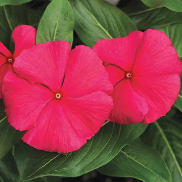 Punch Vinca Flower Seeds Bright Punch Pink Periwinkle Blooms High Germination Garden Seeds heirloom non-gmo seeds