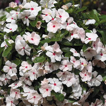 Cascade Peach Blush Vinca Seeds Trailing Peach-Pink Vinca Blooms High Germination Garden Seeds heirloom non-gmo seeds
