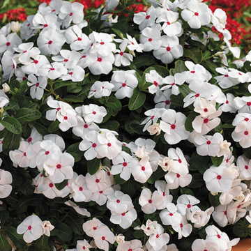 Polka Dot Vinca Flower Seeds Cascade Trailing Pink-White Vinca High Germination Garden Seeds heirloom non-gmo seeds