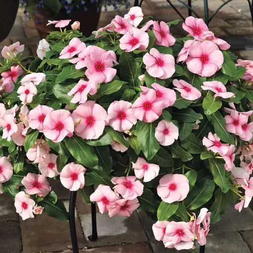 Cascade Strawberry Vinca Seeds Trailing Pink-Red Periwinkle High Germination Garden Seeds heirloom non-gmo seeds