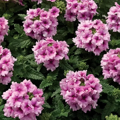 Orchid Frost Verbena Seeds Soft Lilac Trailing Verbena Flowers High Germination Garden Seeds heirloom non-gmo seeds