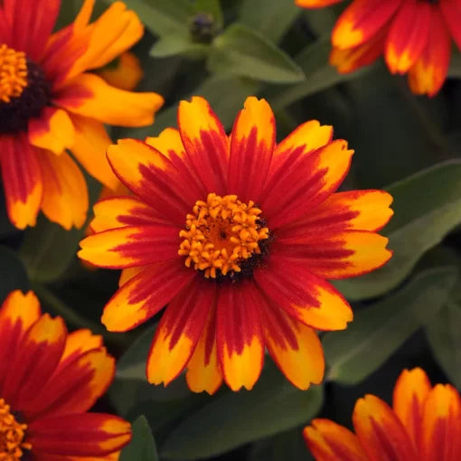Zahara Sunburst Zinnia Seeds Radiant Orange-Yellow Zinnia Blooms High Germination Garden Seeds Zinnia elegans heirloom non-gmo seeds