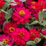 Hot Cherry Double Zinnia Seeds Profusion Red-Pink Double Blooms High Germination Garden Seeds Zinnia elegans heirloom non-gmo seeds