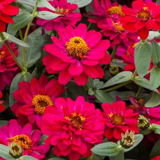 Hot Cherry Double Zinnia Seeds Profusion Red-Pink Double Blooms High Germination Garden Seeds Zinnia elegans heirloom non-gmo seeds