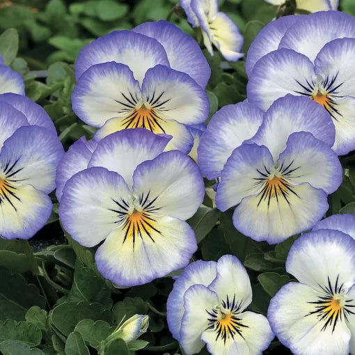 Purple Picotee Viola Seeds White-Edged Purple Viola Variety High Germination Garden Seeds heirloom non-gmo seeds