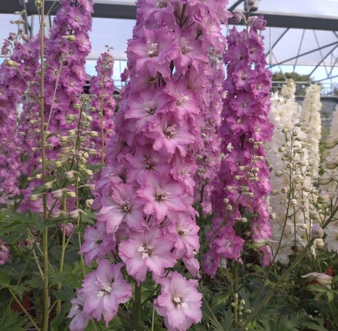 Pink Delphinium Flower - Heirloom, Non - Gmo Seeds