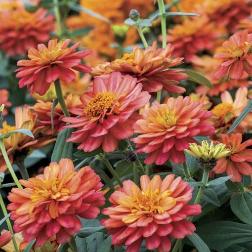 Double Deep Salmon Zinnia Seeds Profusion Type Compact Zinnias High Germination Garden Seeds Zinnia elegans heirloom non-gmo seeds