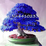 Rhododendron Red Flower Seeds for Planting - NON GMO Seeds Dhara Seeds