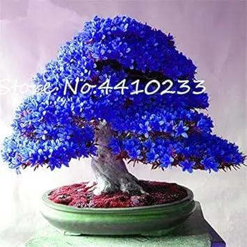 Rhododendron Red Flower Seeds for Planting - NON GMO Seeds Dhara Seeds