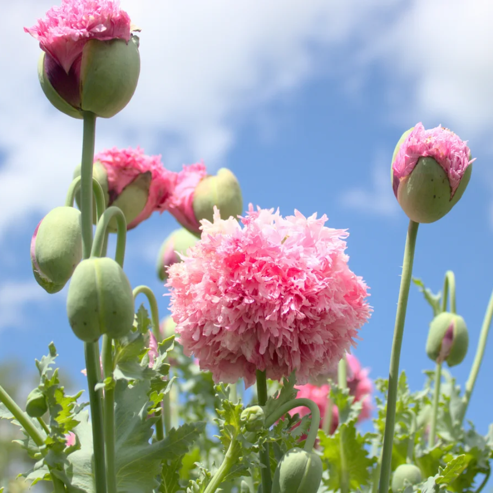 Imported Tasmanian Poppy Seeds for Planting Papavear Somniferum – Heirloom, Non-GMO, High Germination Organic Garden Seeds