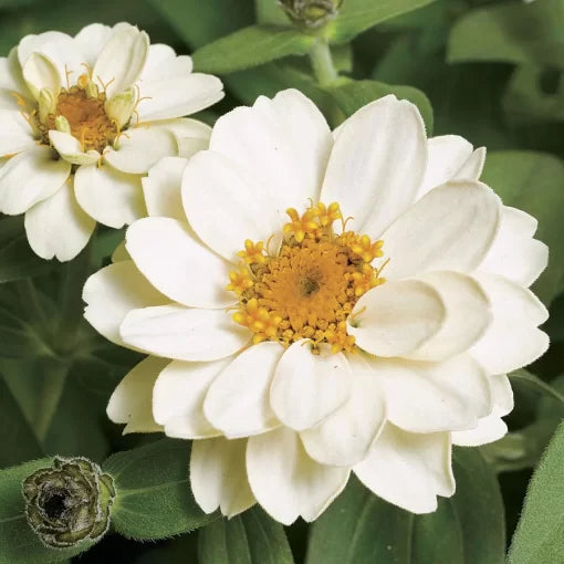 Double White Zinnia Seeds Profusion Series Pure White Blooms High Germination Garden Seeds Zinnia elegans heirloom non-gmo seeds