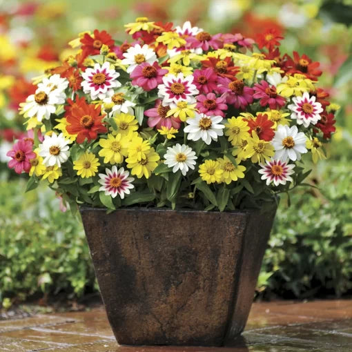 Zahara Zinnia Seeds Heat-Tolerant Multicolor Zinnia Blend High Germination Garden Seeds Zinnia elegans heirloom non-gmo seeds