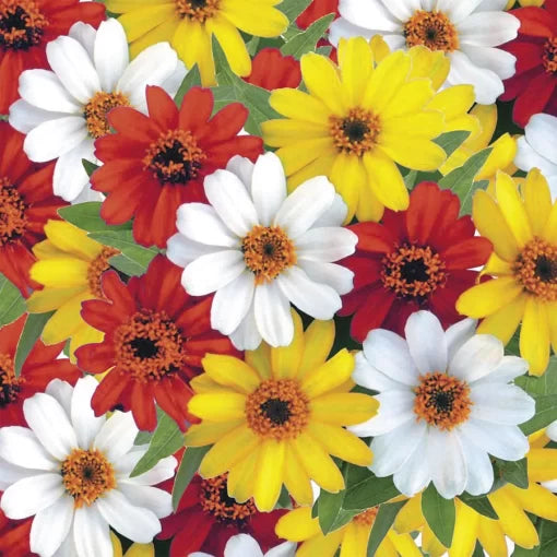 Sunrise Zinnia Seeds Profusion Warm-Tone Flower Blend High Germination Garden Seeds Zinnia elegans heirloom non-gmo seeds