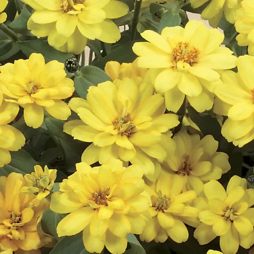 Double Yellow Zinnia Seeds Profusion Series Bright Yellow Zinnias High Germination Garden Seeds Zinnia elegans heirloom non-gmo seeds