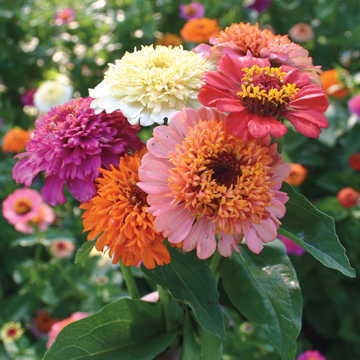 Candy Zinnia Seeds Bright Multi-Color Zinnia Blend High Germination Garden Seeds Zinnia elegans heirloom non-gmo seeds