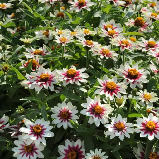 Starlight Rose Zinnia Seeds Rose and White Bi-Color Zinnia High Germination Garden Seeds Zinnia elegans heirloom non-gmo seeds