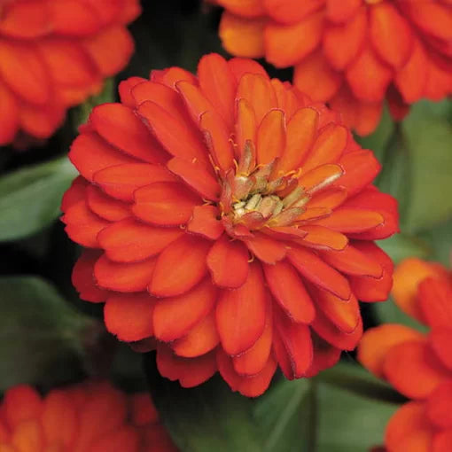 Zahara Double Fire Zinnia Seeds Double Petal Fiery Orange Zinnia Blooms High Germination Garden Seeds Zinnia elegans heirloom non-gmo seeds
