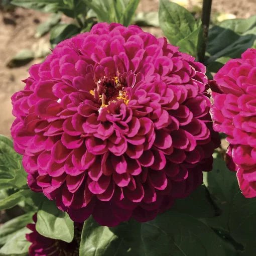 Tudor Zinnia Seeds Tall Fully Double Zinnia Variety High Germination Garden Seeds Zinnia elegans heirloom non-gmo seeds