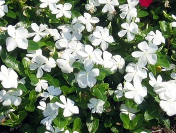 heirloom-white-vinca-flower-seeds

