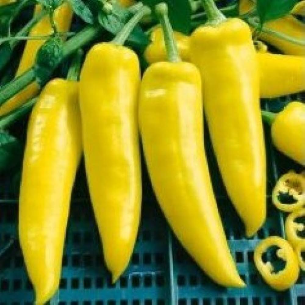 Hungarian Wax Pepper Capsicum annuum hot vegetable seeds for planting in kitchen garden containers