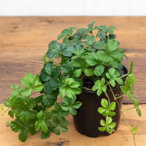 Parthenocissus Green - Heirloom, Non - Gmo Seeds