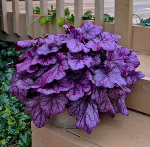 Purple Heuchera - Heirloom, Non - Gmo Seeds