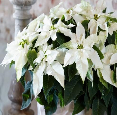 White Poinsettia