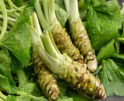 Green Wasabi - Heirloom, Non - Gmo Seeds
