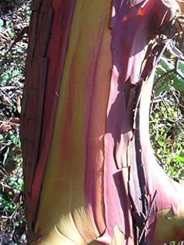 Pacific Madrone Tree Heirloom Non Gmo Image