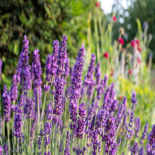 Lavender Flower - Heirloom, Non - Gmo Seeds