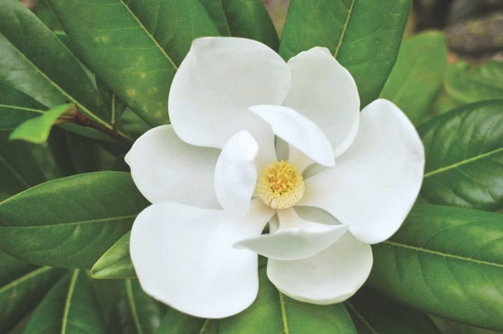 Yulan White Flower Seeds for Planting - 100 pcs