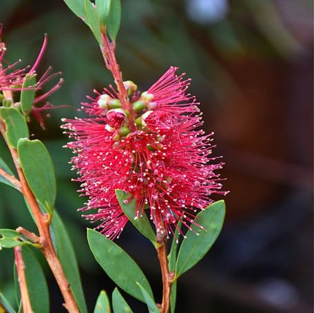 Pink Callistemon Flower - Heirloom, Non - Gmo Seeds