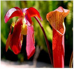 Red Pitcher Heirloom Non Gmo Image