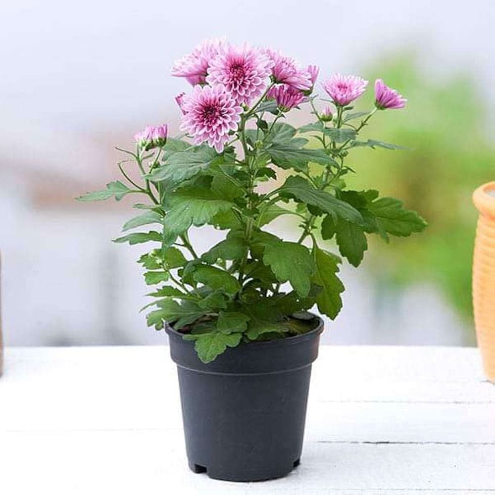 Chrysanthemum Morifolium Violet Flower Seeds for Planting in backyard gardening and decorative pots