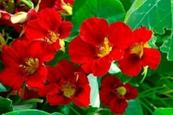 Heirloom Red Nasturtium Flower Seeds for Planting – Non-GMO, Vibrant Edible Garden Blooms